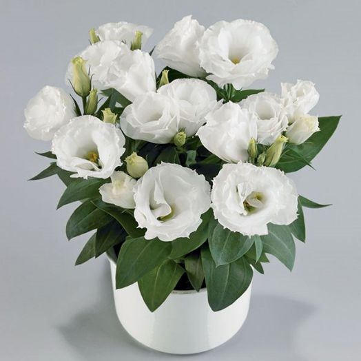 Эустома(Лизиантус) (Eustoma grandiflorum) Rosie White, 50 драже