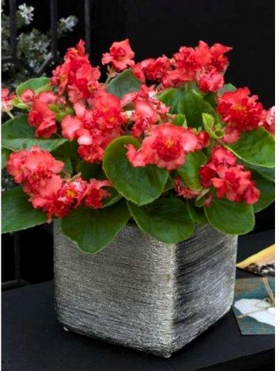 Бегония вечноцветущая полумахровая (Begonia semperflorens) Fiona Red, 25 драже