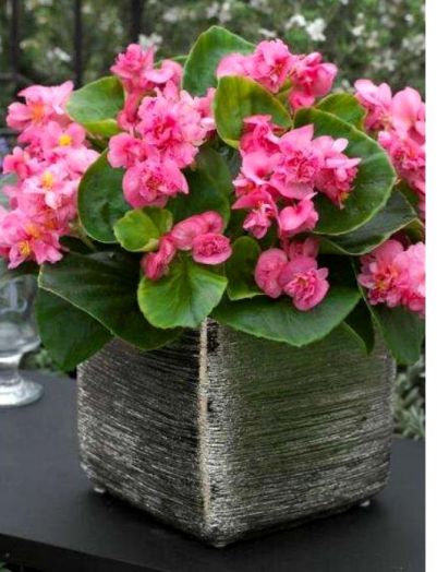 Бегония вечноцветущая полумахровая (Begonia semperflorens) Fiona Rose, 25 драже