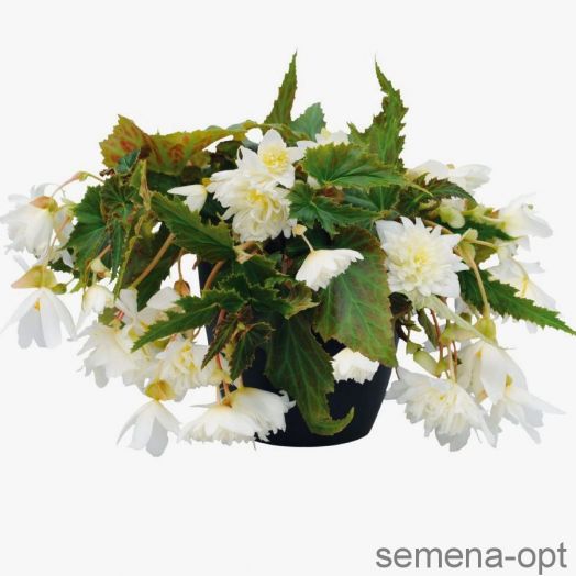 Бегония гибридная (Begonia x hybrida) Funky White, 25 драже