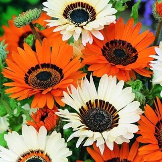 Венидиум пышный (Venidium fastuosum) Formula Mixture, 1г семян