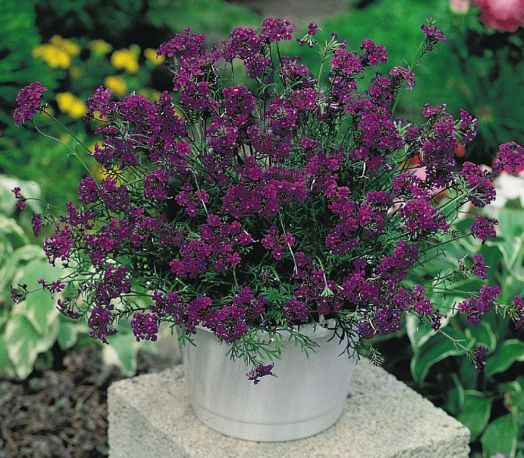 Вербена красивая	(Verbena speciosa) Imagination, 50 семян