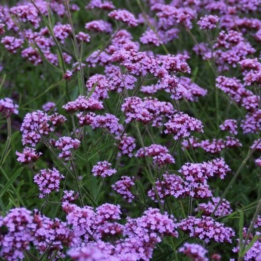 Вербена буэнос-айресская (Verbena bonariensis) Verbena Buenos Aires, 100 семян