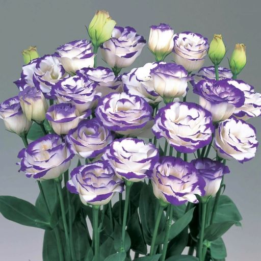 Эустома(Лизиантус) махровая (Eustoma grandiflorum) Super Magic Capri Blue Picotee, 50 драже