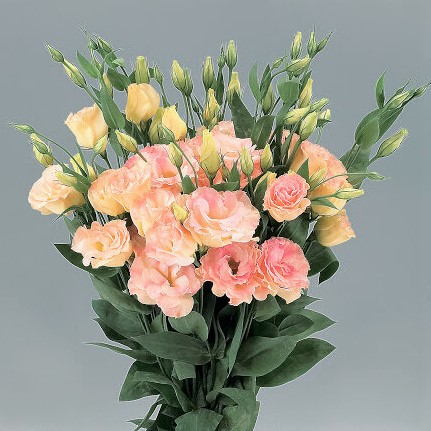 Эустома(Лизиантус) махровая (Eustoma grandiflorum) Super Magic Champagne, 50 драже