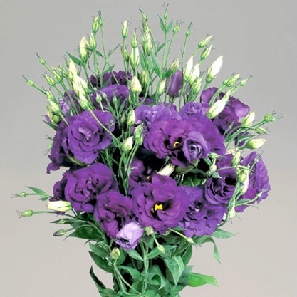 Эустома(Лизиантус) махровая (Eustoma grandiflorum) Super Magic Deep Blue, 50 драже