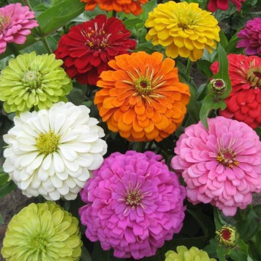 Цинния изящная (Zinnia elegans) Super Yoga Mix, 2,5г семян