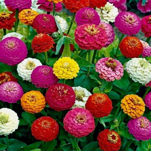 Цинния изящная (Zinnia elegans) Lilliput Mix, 2,5г семян