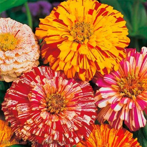 Цинния изящная (Zinnia elegans) Bonbon Bicolor mixed, 2,5г семян