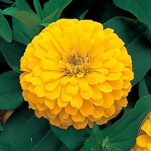 Цинния изящная (Zinnia elegans) Canary Bird, 2,5г семян