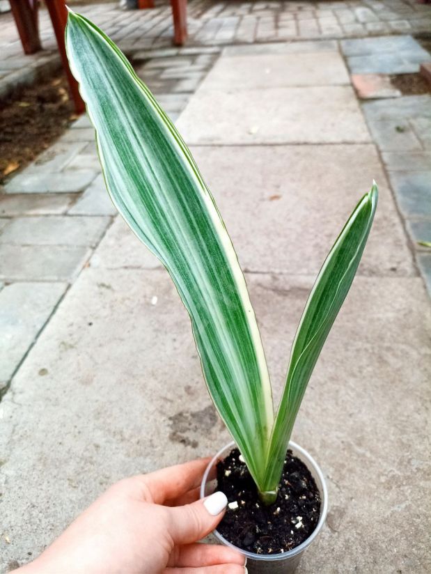 Сансевиерия Металлика Сильвер Сиам