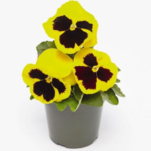 Виола Виттрока (Viola wittrockiana) Inspire DeluXXe Yellow Blotch, 100 семян
