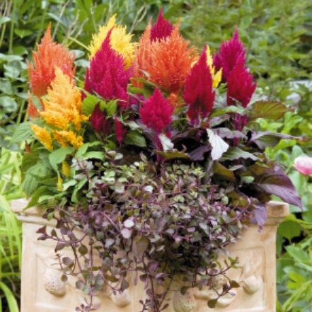 Целозия перистая (Celosia plumosa) Fashion Look Mix, 250 драже