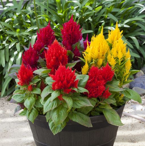 Целозия перистая (Celosia plumosa) Bright Sparks Mix, 250 семян