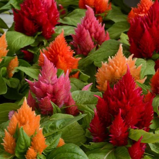 Целозия перистая (Celosia plumosa) Ice Cream Mix, 250 драже
