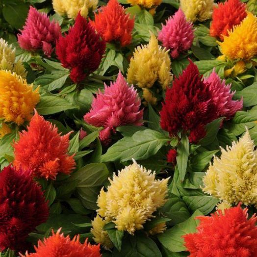 Целозия перистая (Celosia plumosa) Kimono Mix, 250 семян