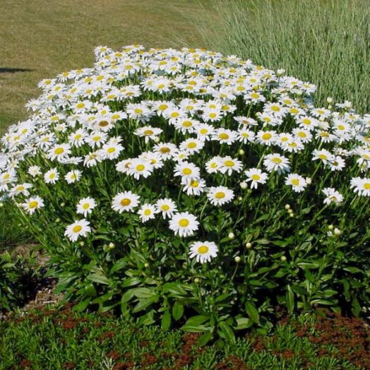 Хризантема крупная/Нивяник (Chrysanthemum maxima) Spring Giant, 1г семян