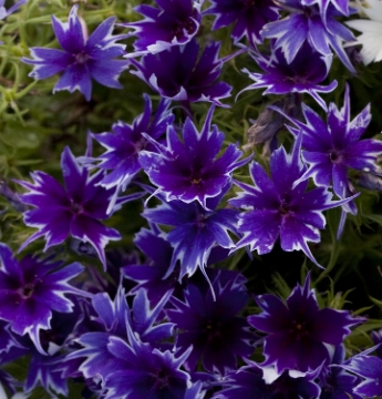 Флокс друммонда (Phlox drummondii) Popstars Blue, 50 семян