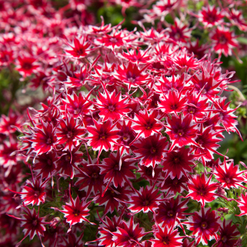Флокс друммонда (Phlox drummondii) Popstars Red, 50 семян