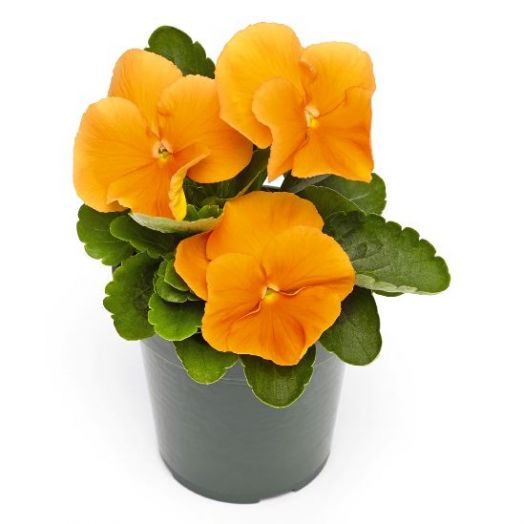 Виола Виттрока (Viola wittrockiana) Inspire Plus Orange, 100 семян