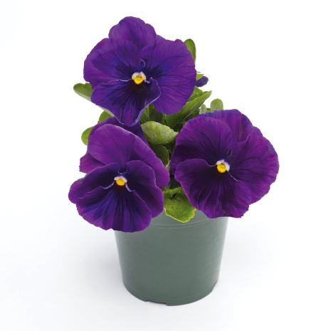 Виола Виттрока (Viola wittrockiana) Inspire Plus Violet, 100 семян