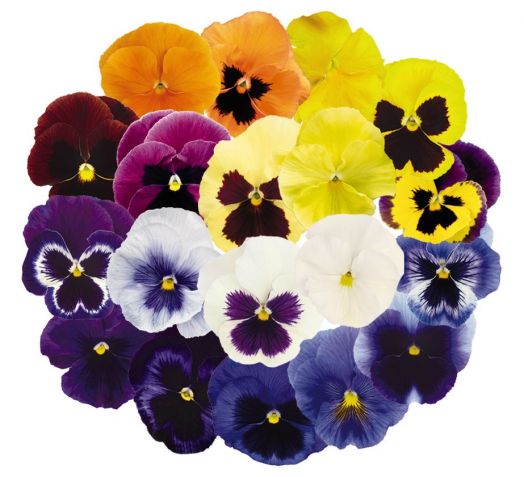 Виола Виттрока (Viola wittrockiana) Inspire Plus Maxi Mix, 100 семян