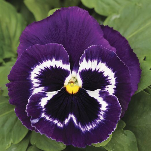 Виола виттрока (Viola wittrockiana) Mammoth Viva La Violet, 100 семян