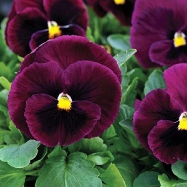 Виола виттрока (Viola wittrockiana) Mammoth Rocky Rose, 100 семян