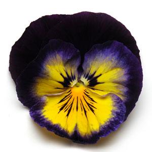 Виола виттрока (Viola wittrockiana) Matrix Midnight Glow, 100 семян