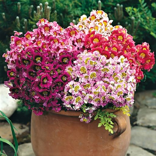 Схизантус визитонский (Schizanthus wisetonensis) Angel Wings Mixed, 0,5г семян