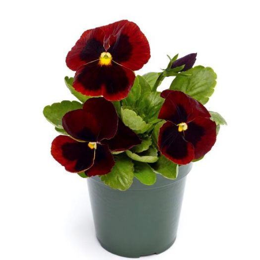 Виола Виттрока (Viola wittrockiana) Inspire Plus Red Blotch, 100 семян