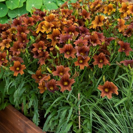Сальпиглосис выямчатый (Salpiglossis sinuata) Cafe au Lait , 50 драже
