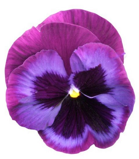 Виола виттрока (Viola wittrockiana) Power Blue Jeans, 100 семян