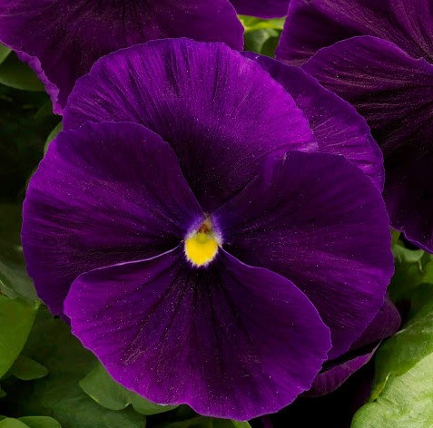 Виола виттрока (Viola wittrockiana) Power Clear Purple, 100 семян