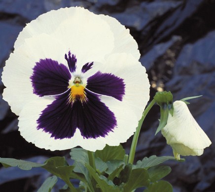 Виола виттрока (Viola wittrockiana) Power White Blotch, 100 семян