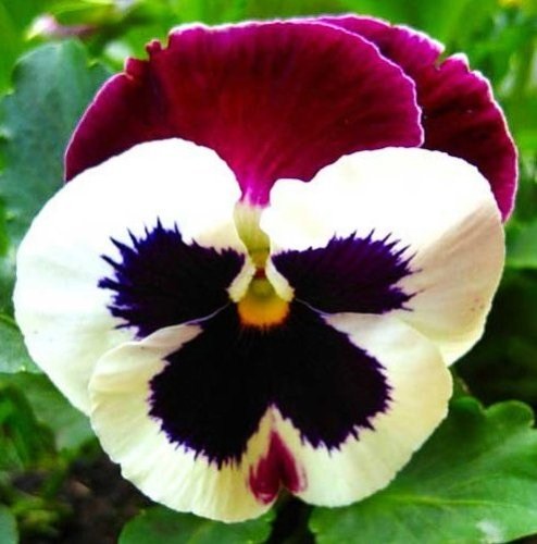 Виола виттрока (Viola wittrockiana) Power Patricia, 100 семян