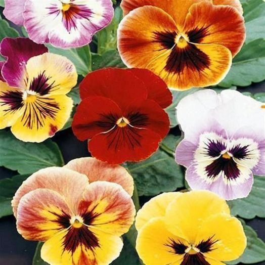 Виола виттрока (Viola wittrockiana) Aalsmeer King Size Mixed, 0,5г семян