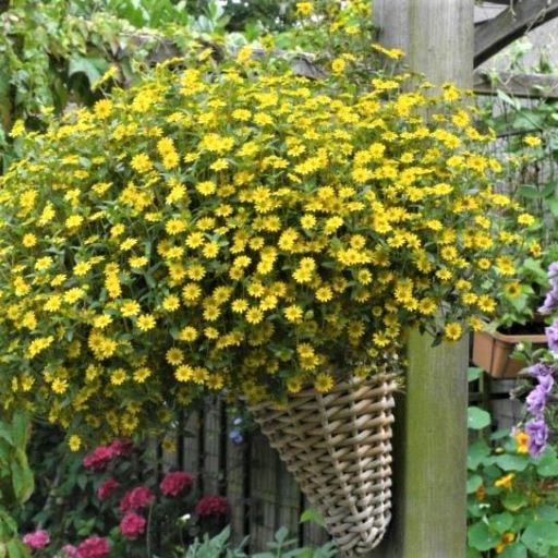 Санвиталия распростёртая (Sanvitalia procumbens) Yellow, 1г семян