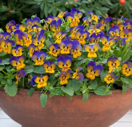 Виола рогатая (Viola cornuta) Floral Power Golden Blues, 100 семян