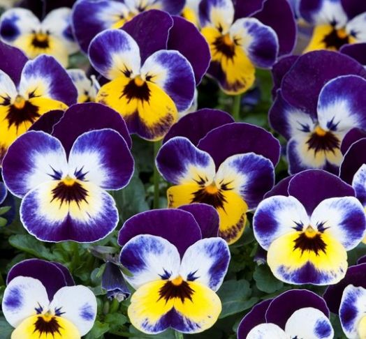 Виола рогатая (Viola cornuta) Floral Power Jolly Face, 100 семян
