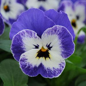 Виола рогатая (Viola cornuta) Sorbet Delft Blue, 100 семян