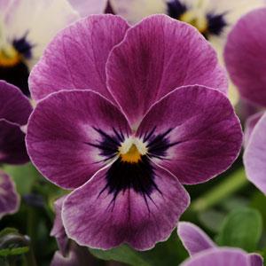 Виола рогатая (Viola cornuta) Sorbet Raspberry, 100 семян