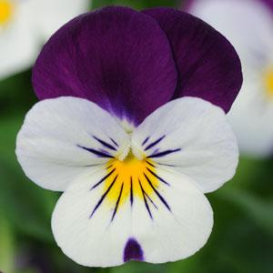 Виола рогатая (Viola cornuta) Sorbet White Jump Up, 100 семян