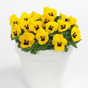 Виола рогатая (Viola cornuta) Sorbet Yellow Blotch, 100 семян
