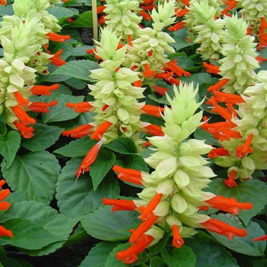 Сальвия блестящая (Salvia splendens) Reddy white surprise, 250 семян