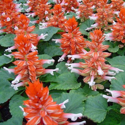 Сальвия блестящая (Salvia splendens) Reddy scarlet bicolour, 250 семян