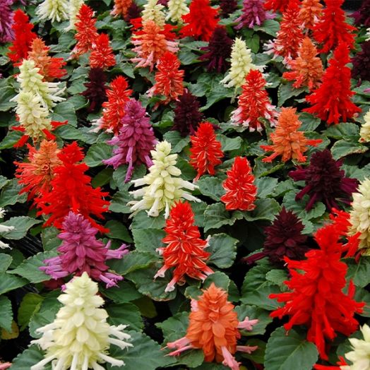 Сальвия блестящая (Salvia splendens) Reddy full mixture, 250 семян