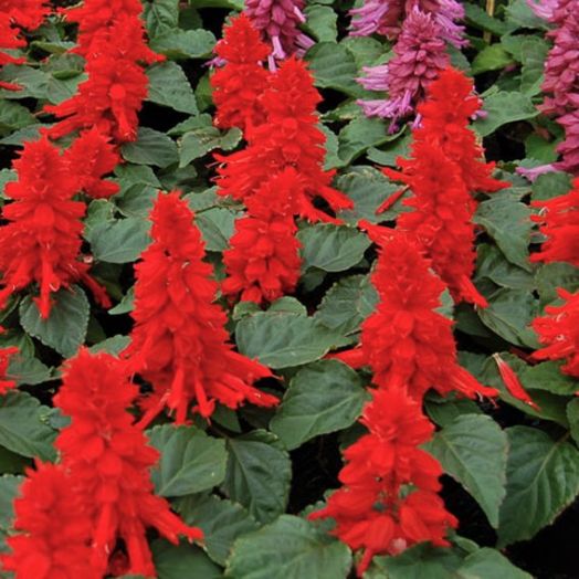 Сальвия блестящая (Salvia splendens) Reddy bright red, 250 семян