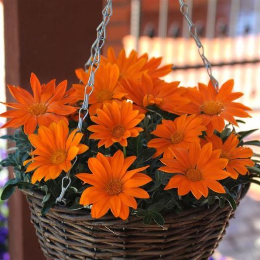 Гацания жестковатая (Gazania rigens) New Day Clear Orange, 100 семян