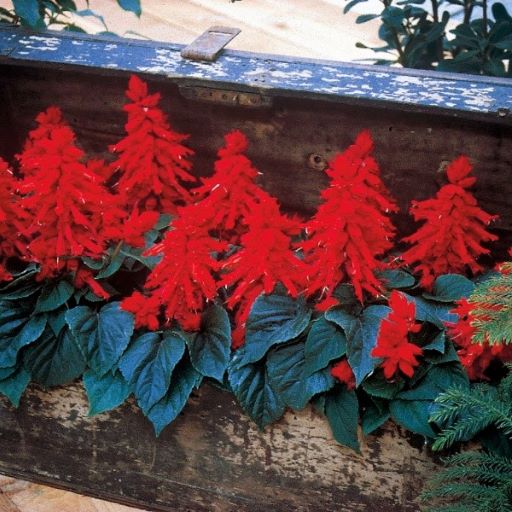 Сальвия блестящая (Salvia splendens) Carabiniere, 1г семян